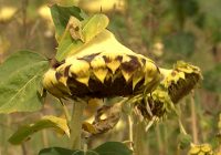 ВИДЕО: Производителите на сончоглед реагираат на климатските промени