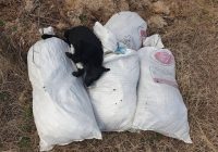 (ФОТО) Вреќи со мртви кучиња во поранешна касарна во Карпош