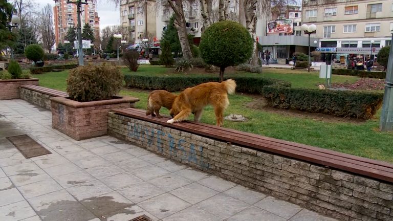 Започна акцијата за заловување на кучиња скитничи