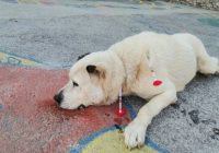 ВИДЕО: Спасовски: Полицијата работи на откривање на евентуалниот сопственик на кучето кое нападна осум лица