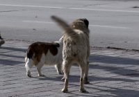 ВИДЕО: Иницијатива за пронаоѓање и санкционирање на сопственикот на кучето кое вчера нападна осум лица