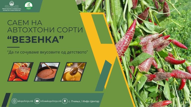 vezenka